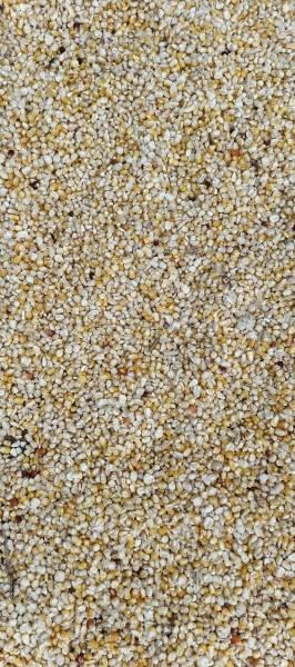 Grain de maïs