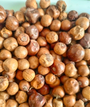 Sideem jujube