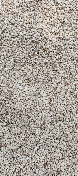 Niébé blanc