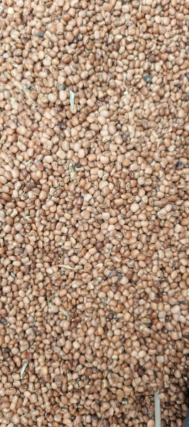 Niébé rouge