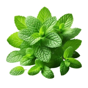 Menthe