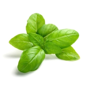 Basilic