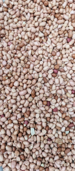 Graine d'arachide
